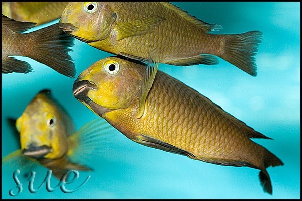 Tropheus sp. 'lukuga' Mtoto